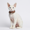 Crystal healing pet collar with chakra-aligned gemstones for spiritual pet wellness.