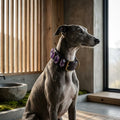 Zenith Calm | Amethyst Infused Luxury Pet Collar